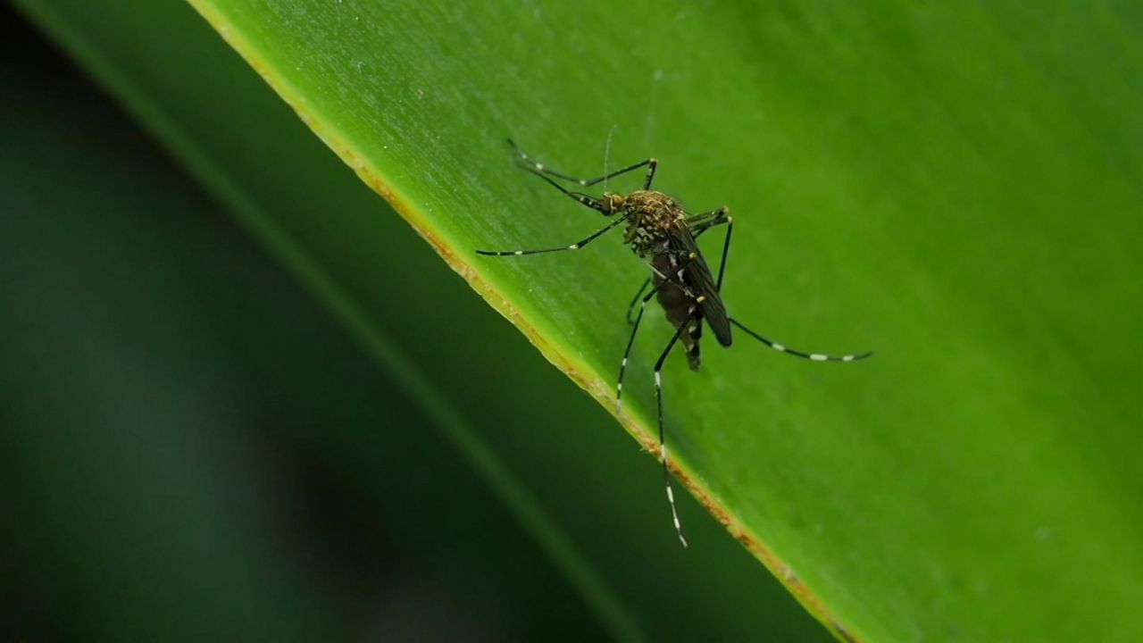 Rising numbers of mosquitoes carrying West Nile virus have been found in Ohio. (File photo) 