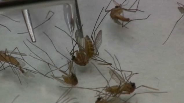 Generic photograph of mosquitoes (Spectrum News file image)