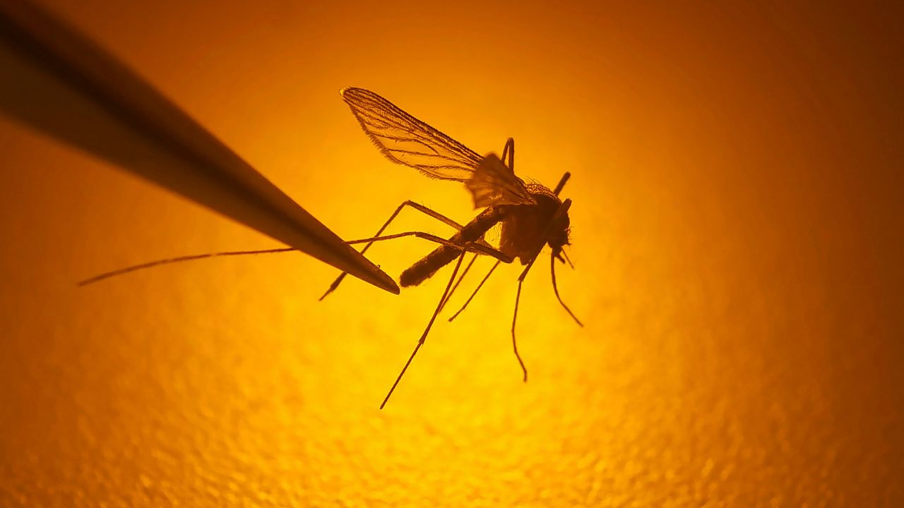 State health officials warn of mosquitoes carrying disease