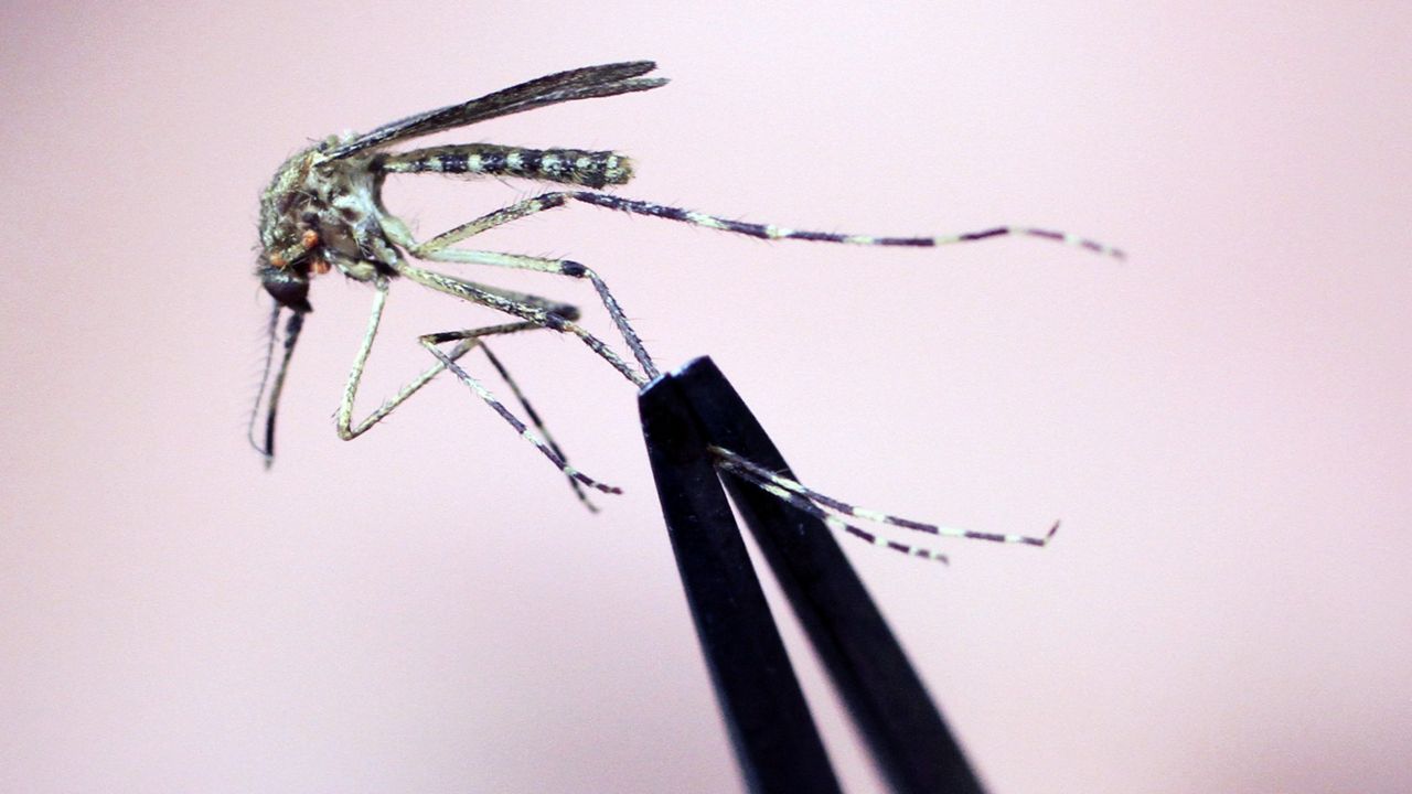 A Cattail mosquito is held up for inspection Wednesday, Sept. 8, 2010, at the Maine Medical Center Research Institute, in South Portland, Maine. (AP Photo/Pat Wellenbach, File)