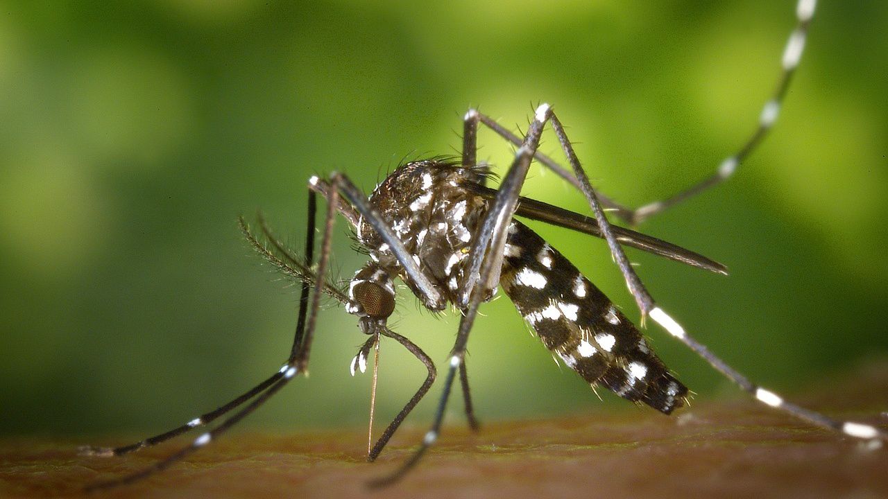 It's the most common time of year to become infected with West Nile virus from a mosquito bite, and several cases have already been reported in North Carolina, according to health officials. (Pixabay)