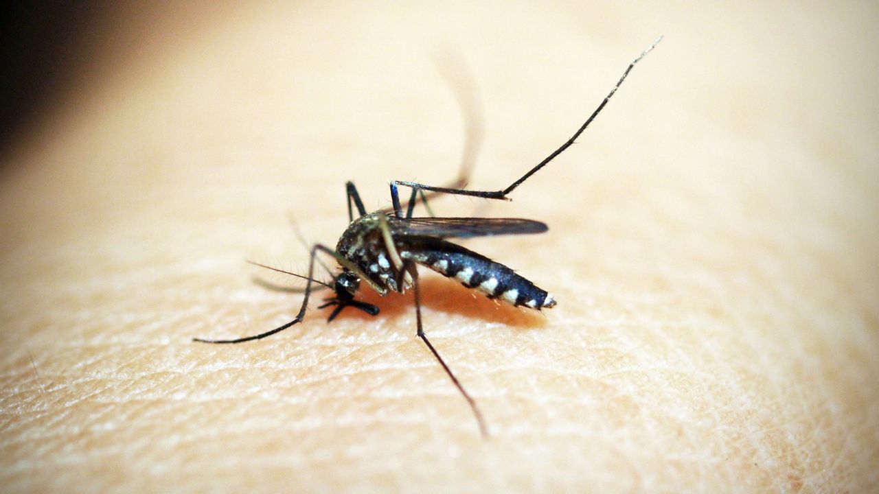 Only the female mosquito bites and sucks the blood of other animals. (Photo via Pixabay)