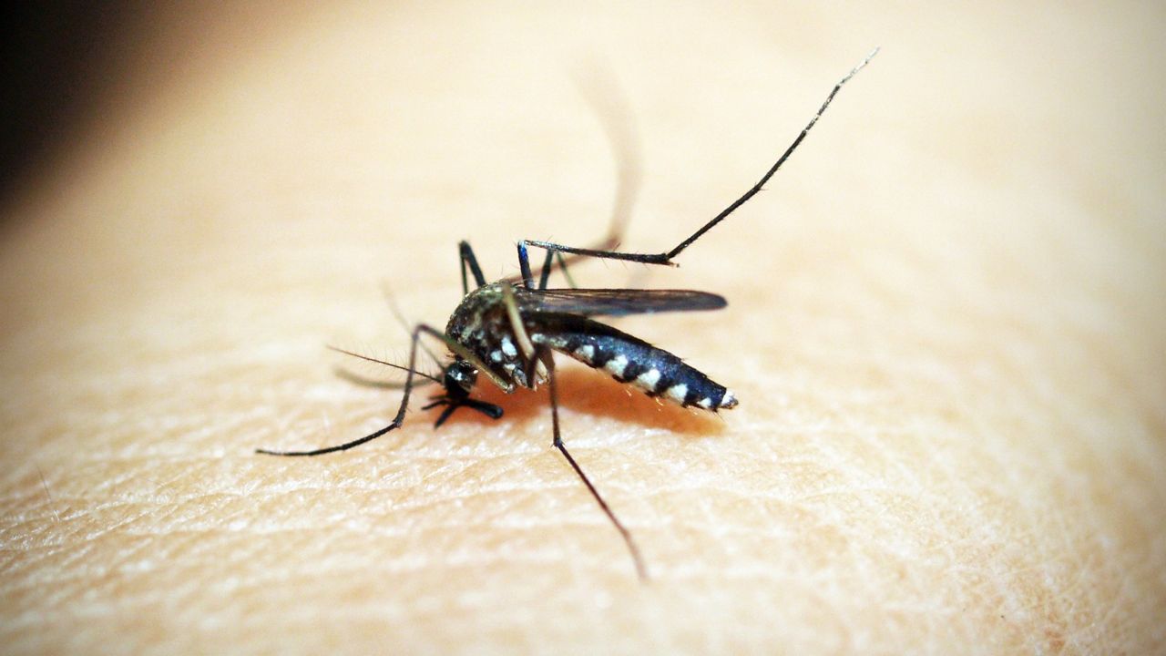 close up of a mosquito