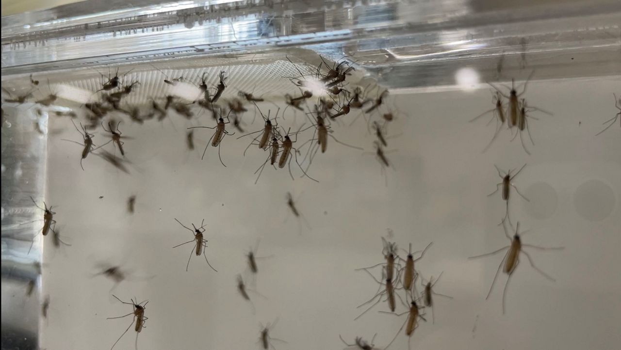 mosquitos