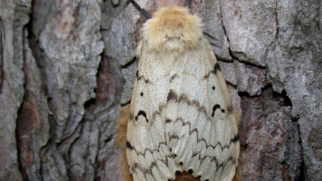 Gypsy Moth Population in Wisconsin Increases in 2020