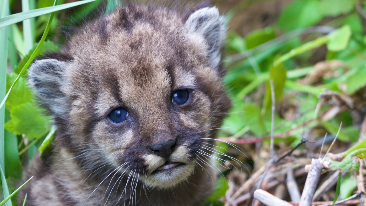 Mountain lion P-54 is seen as a kitten in 2017. (National Park Service via AP)