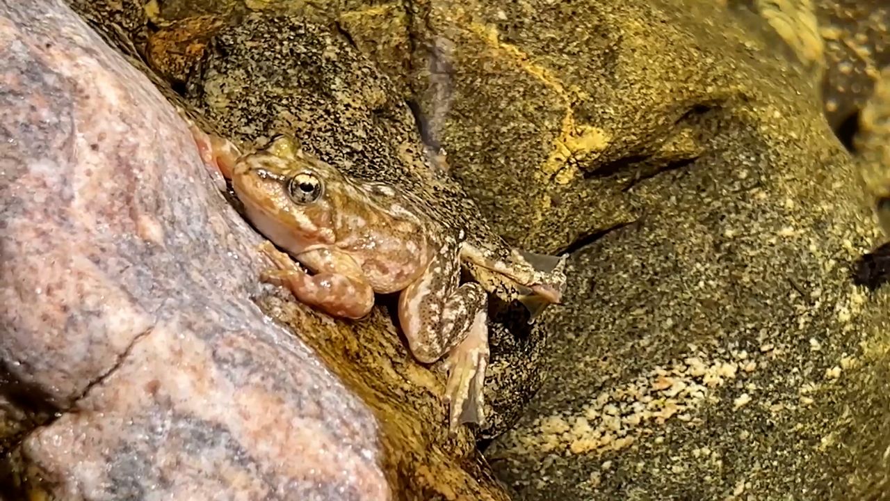 At Aquarium of the Pacific, a critically endangered native frog species is rallying back