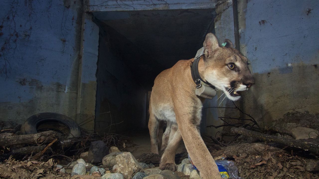 The remains of male mountain lion P-64 were discovered on Monday.