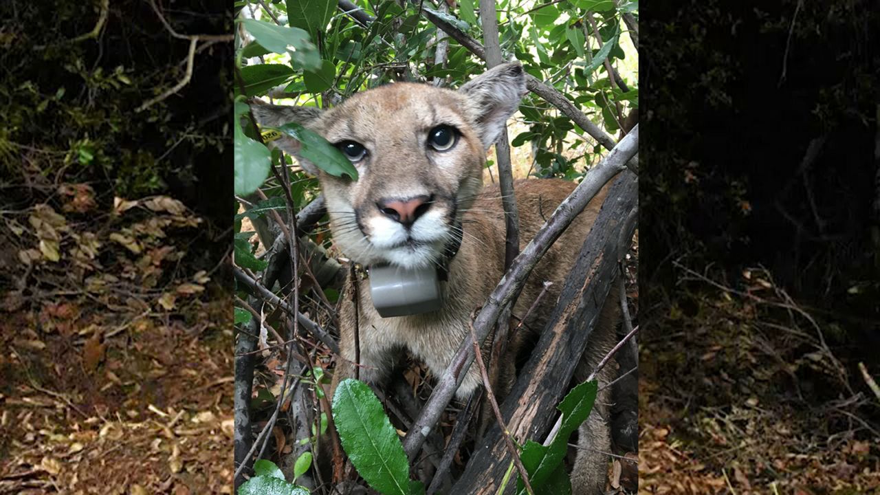 A mountain lion