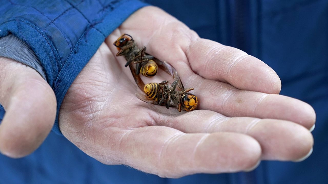 A Washington state Department of Agriculture worker holds two of the dozens of Asian giant hornets vacuumed from a tree in Blaine, Wash., last month. (AP Photo/Elaine Thompson, File)