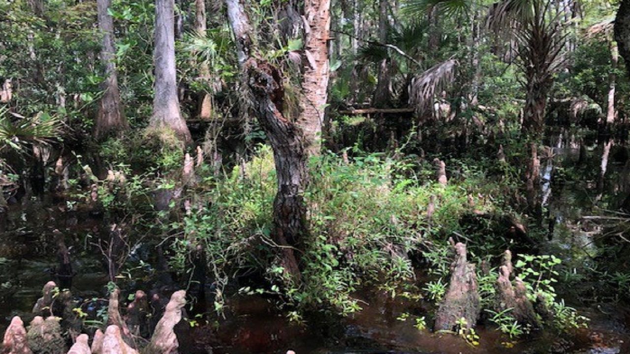 babcock ranch swamp buggy tours