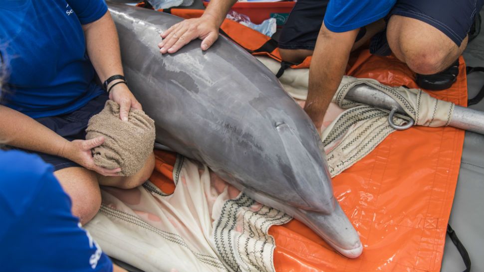A bottlenose dolphin that was attacked by a shark in February has been returned to the ocean, according to SeaWorld Orlando. (SeaWorld)