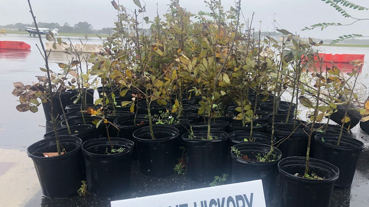 DeLand Giving Away Trees to Those Affected by Tornado
