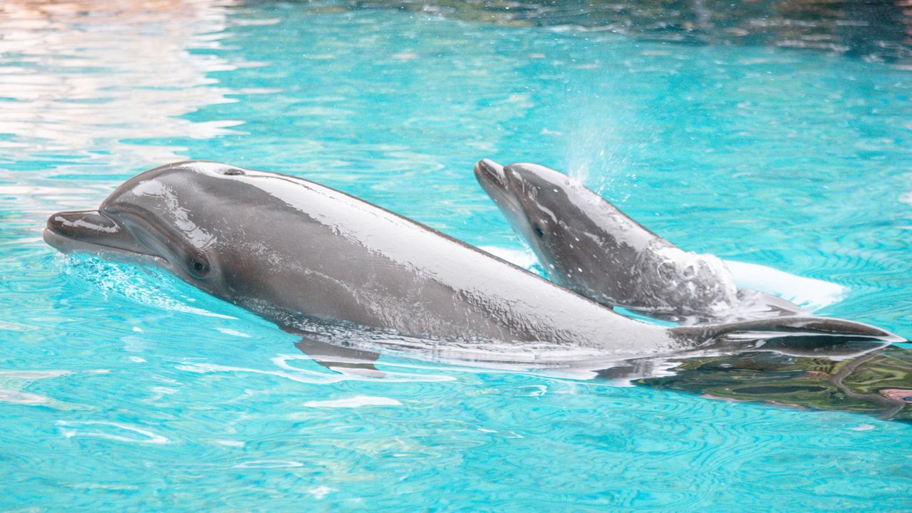 Moby, a baby dolphin, was born at Discovery Cove on June 26. (Discovery Cove)