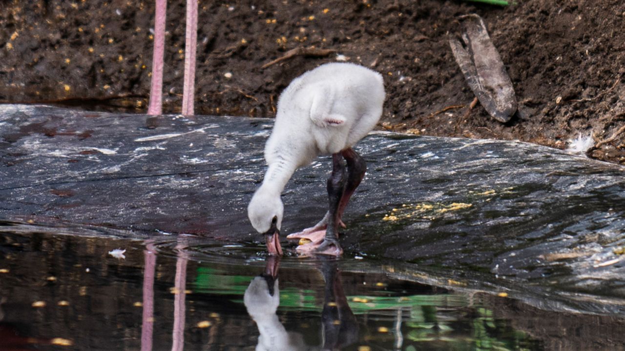 Discovery Cove has welcomed a new baby pink flamingo. (Photo: Discovery Cove)