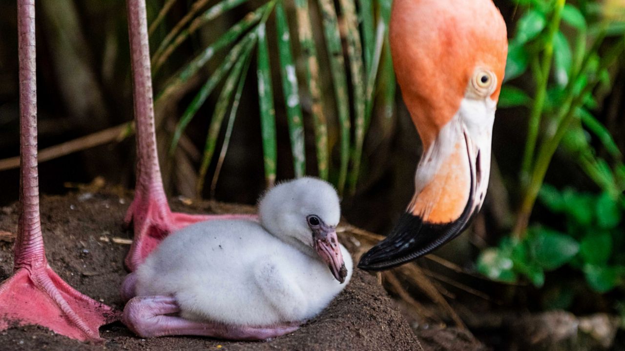 A Caribbean flamingo chick hatched at Discovery Cove on June 6. The park is asking the public to help give it a name. (Photo: Discovery Cove)