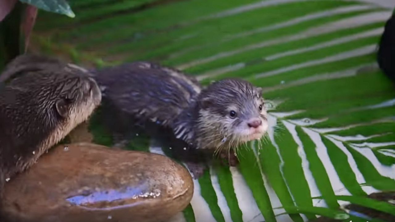 Two otters born at Discovery Cove are now in the park's main otter habitat. (Courtesy of Discovery Cove)