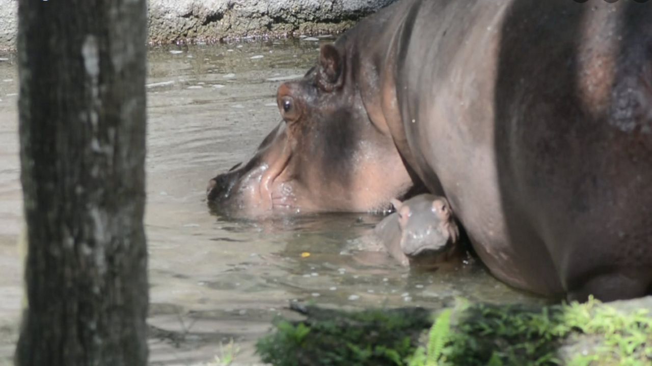 A Nile hippopotamus calf was born at Disney's Animal Kingdom on Monday, July 12, 2021. (Disney)