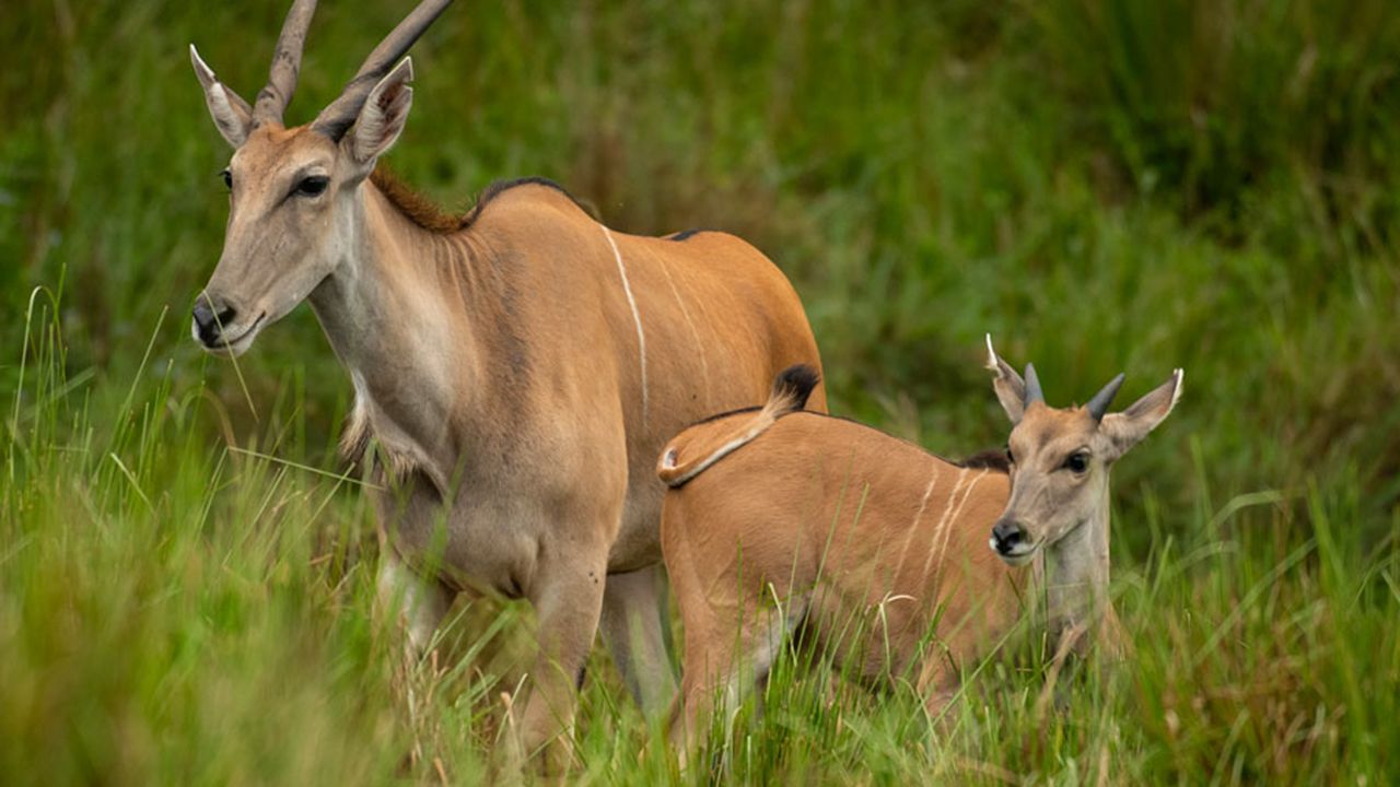 Doppler, right, with his mother Clover at Disney's Animal Kingdom. (Courtesy of Disney Parks)