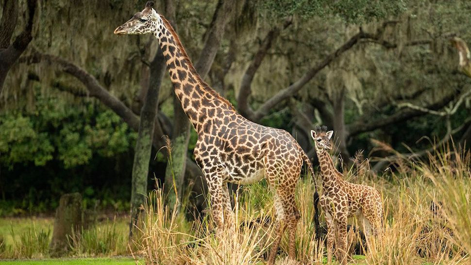 Amira, the newest giraffe calf at Disney's Animal Kingdom, has made her debut on the Kilimanjaro Safaris savanna. (Courtesy of Disney Parks Blog)