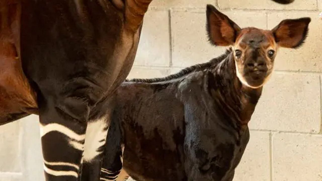 baby okapis