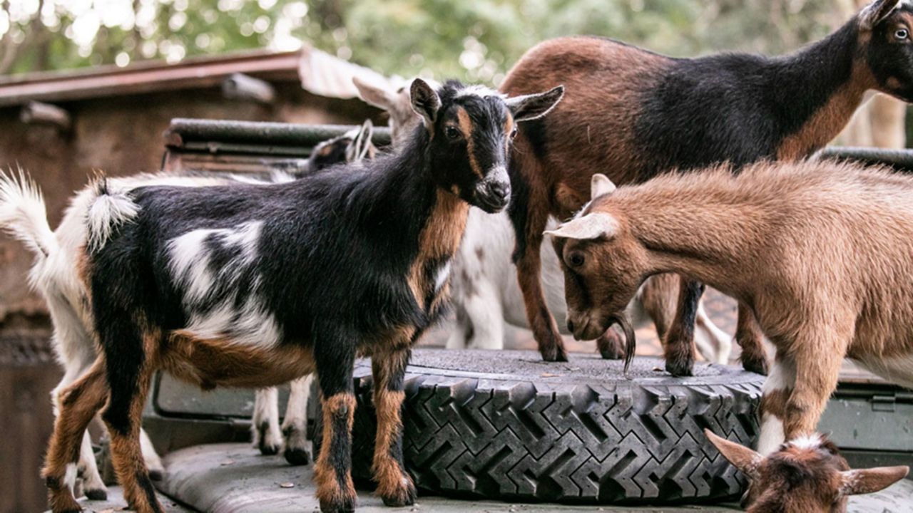 Nigerian dwarf goats are now part of the Kilimanjaro Safaris attraction at Disney's Animal Kingdom. (Courtesy of Disney Parks)