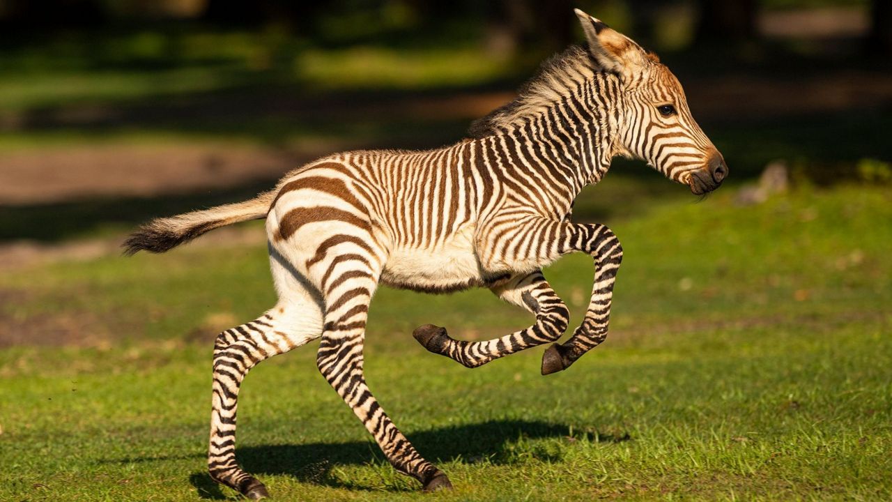 The baby zebra born at Disney's Animal Kingdom has been named Dash. (Disney)