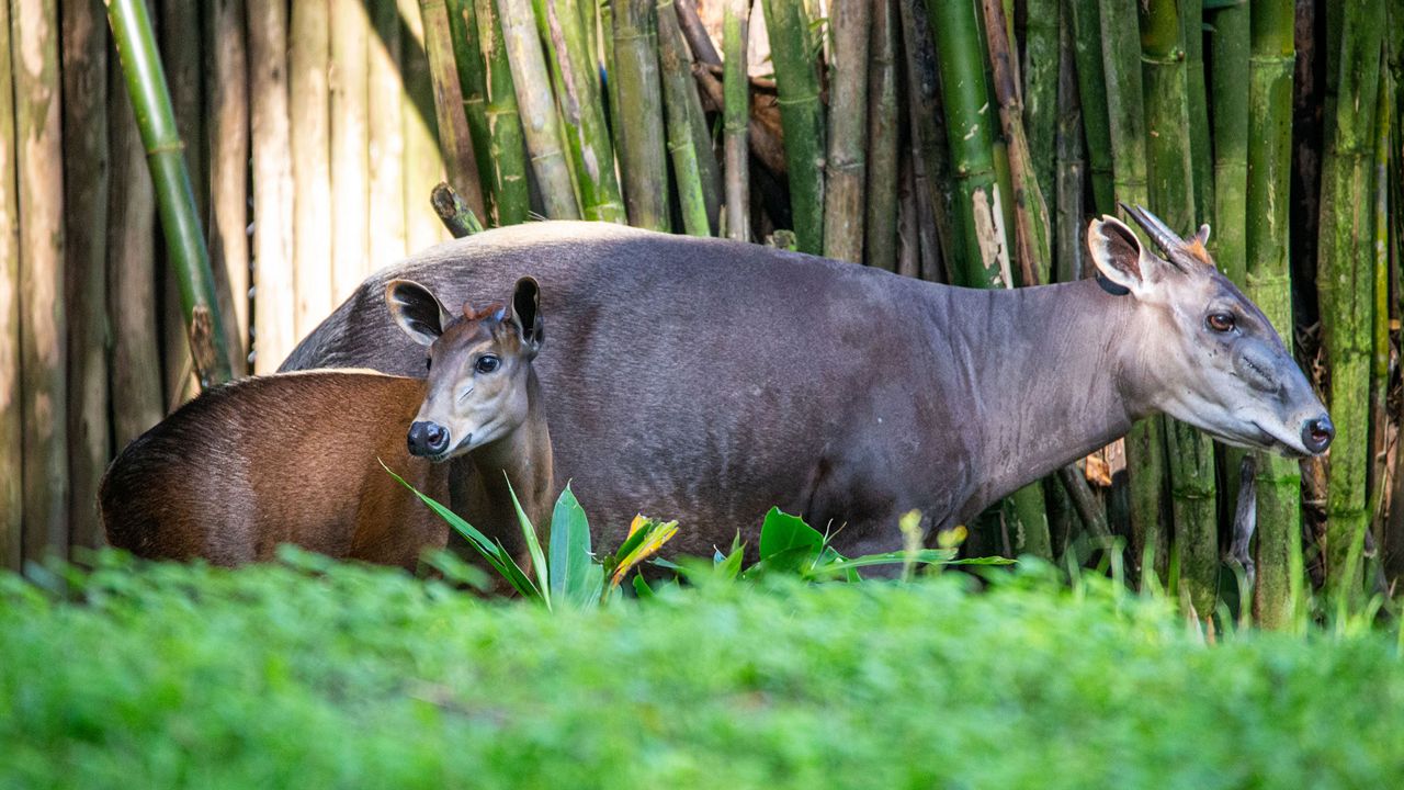 Penny, left, a yellow-backed duiker born at Disney's Animal Kingdom in May, is one of hundreds of animal births at Disney World this year. (Photo: Disney)