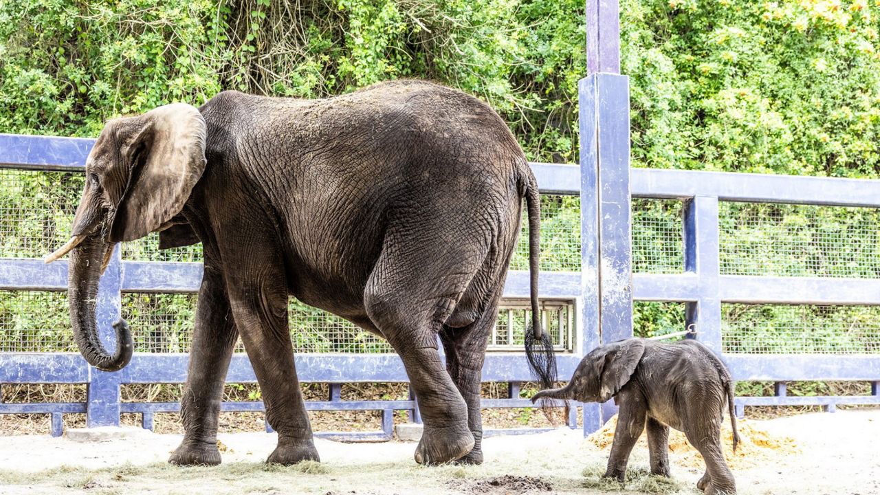 Pictures: Disney's new baby elephant explores at Animal Kingdom – Orlando  Sentinel