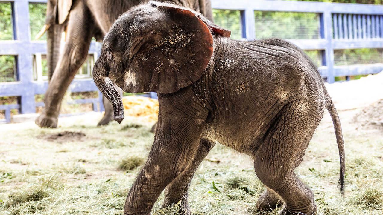 Corra, an African elephant born at Disney's Animal Kingdom, with mom Nadirah in a backstage area of the park. (Photo: Disney)