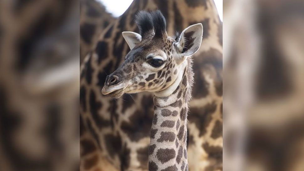A female Masai giraffe was born at Disney's Animal Kingdom in October, but she still needs a name. (Courtesy of Disney)