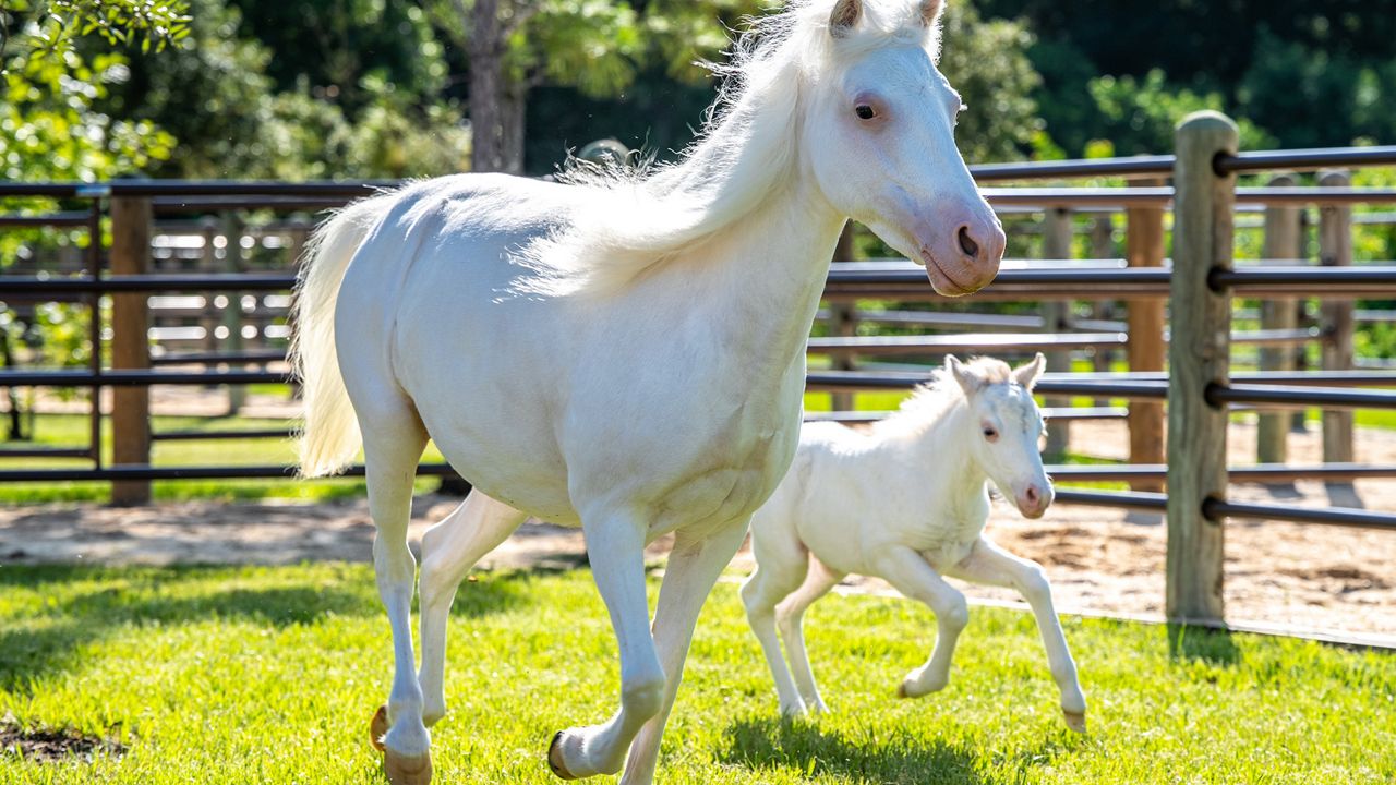 Pixie, right, with mom Lady at Disney World's Tri-Circle-D Ranch. (Photo: Disney)