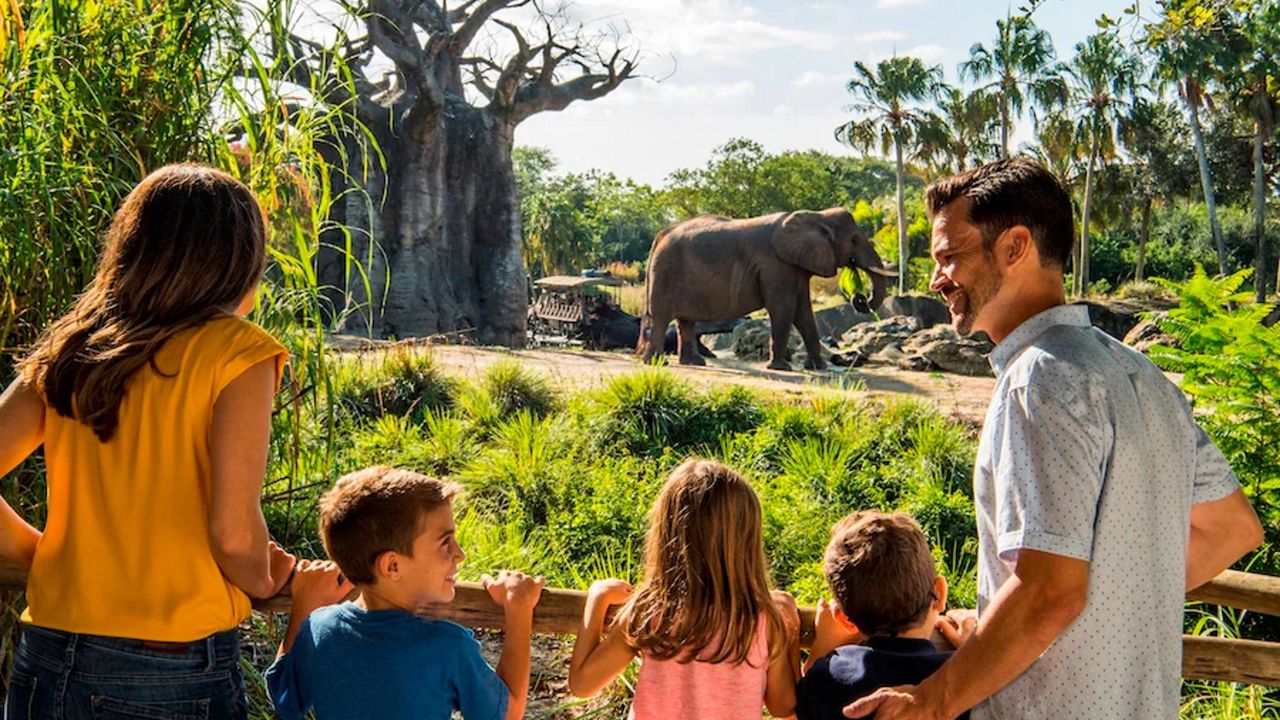 The Caring for Elephants tour will resume at Disney's Animal Kingdom early next year. (Photo courtesy: Disney)