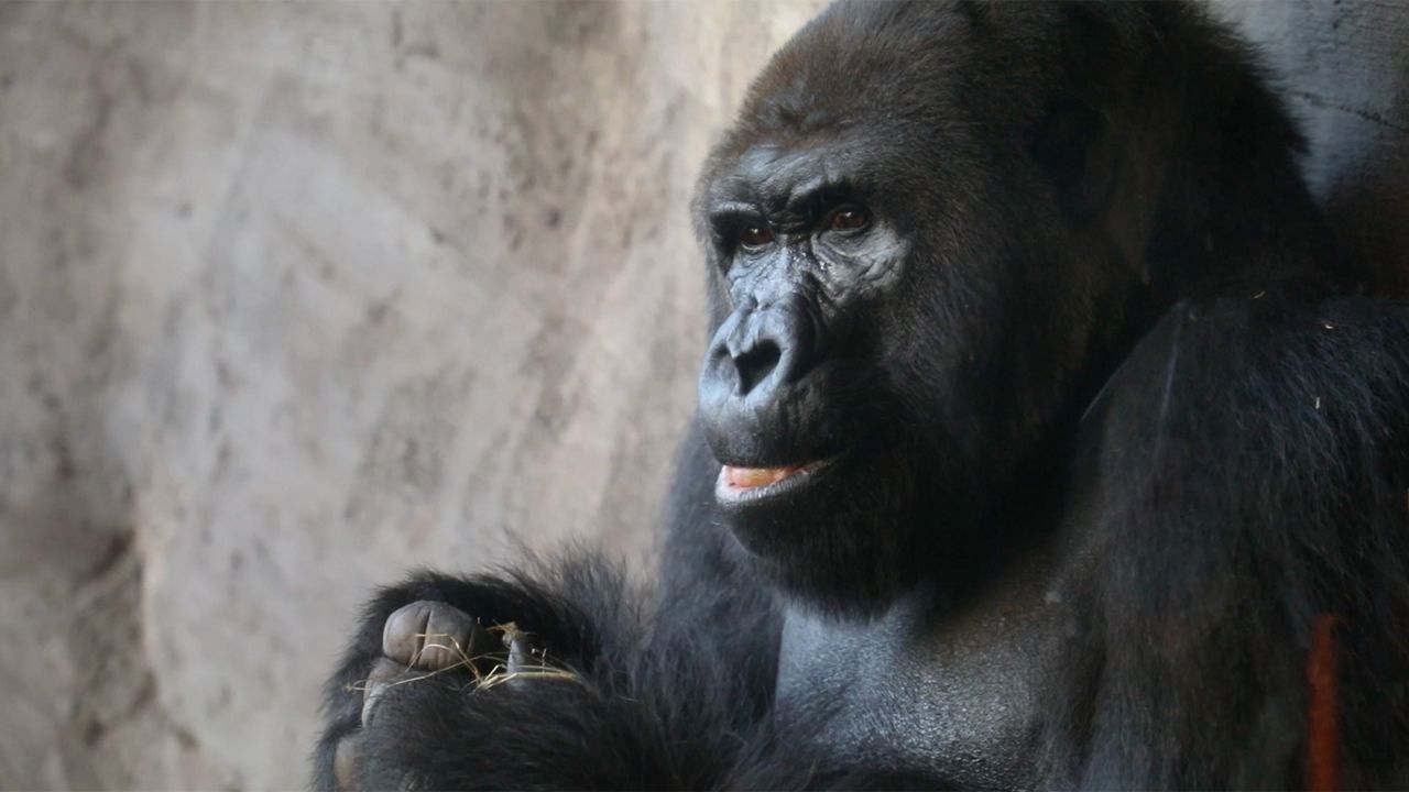 Gorillas get Christmas gifts at Disney World