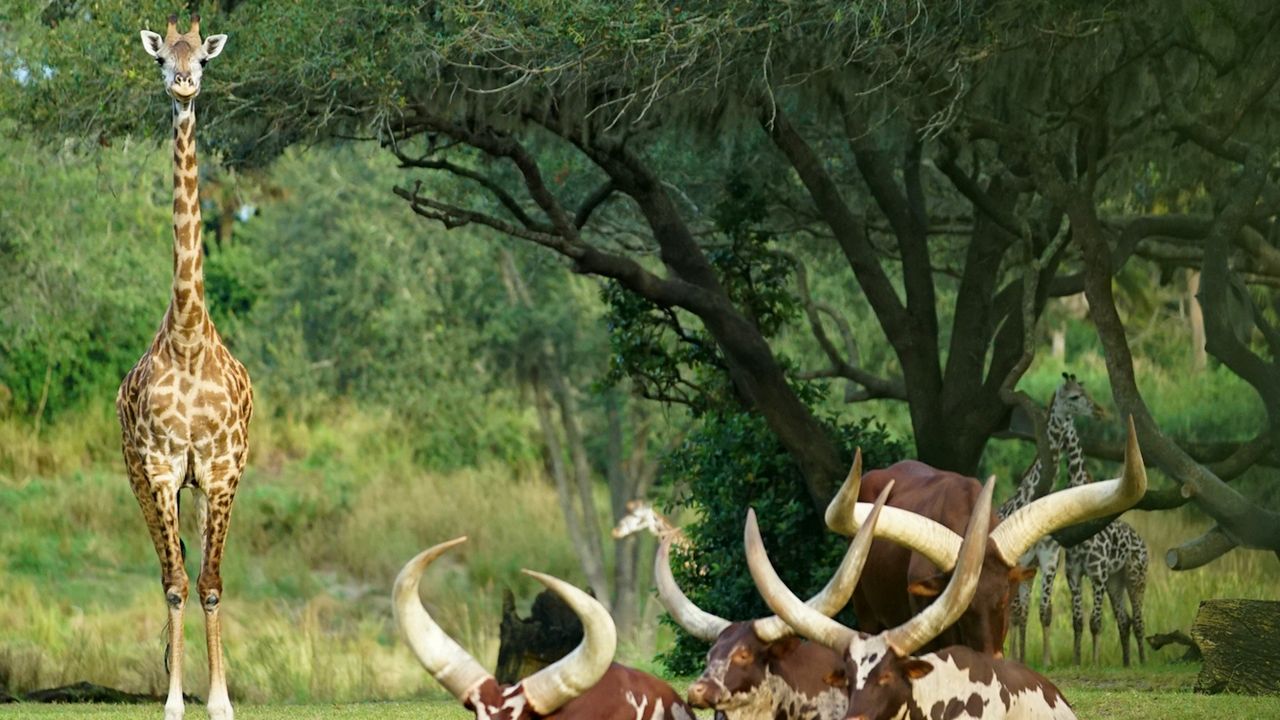 A Masai giraffe on the Harambe Wildlfe Reserve at Disney's Animal Kingdom. (Photo: Disney)