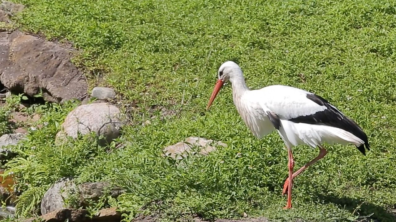 Johnny, a white stork, has been at Disney's Animal Kingdom since the beginning. (Photo: Disney)