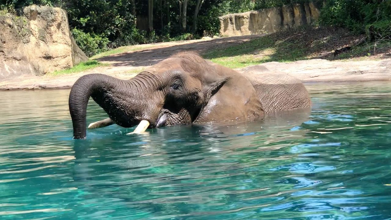 Mac, an African elephant, has been at Disney's Animal Kingdom since the beginning. (Photo: Disney)