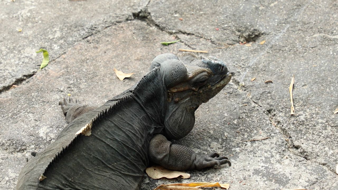 Sid, a rhinoceros iguana, has been at Disney's Animal Kingdom since the beginning. (Photo: Disney)