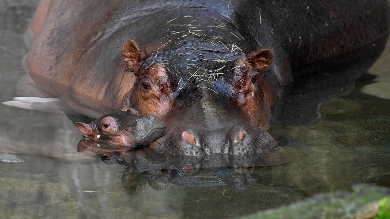 Tuma, a Nile hippopotamus, has been at Disney's Animal Kingdom since the beginning. (Photo: Disney)