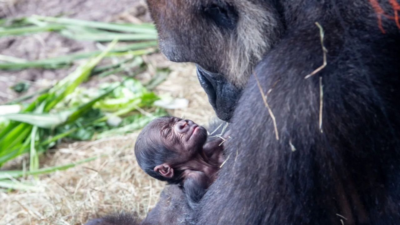 A western lowland gorilla was born July 13, 2021, at Disney's Animal Kingdom. (Disney)