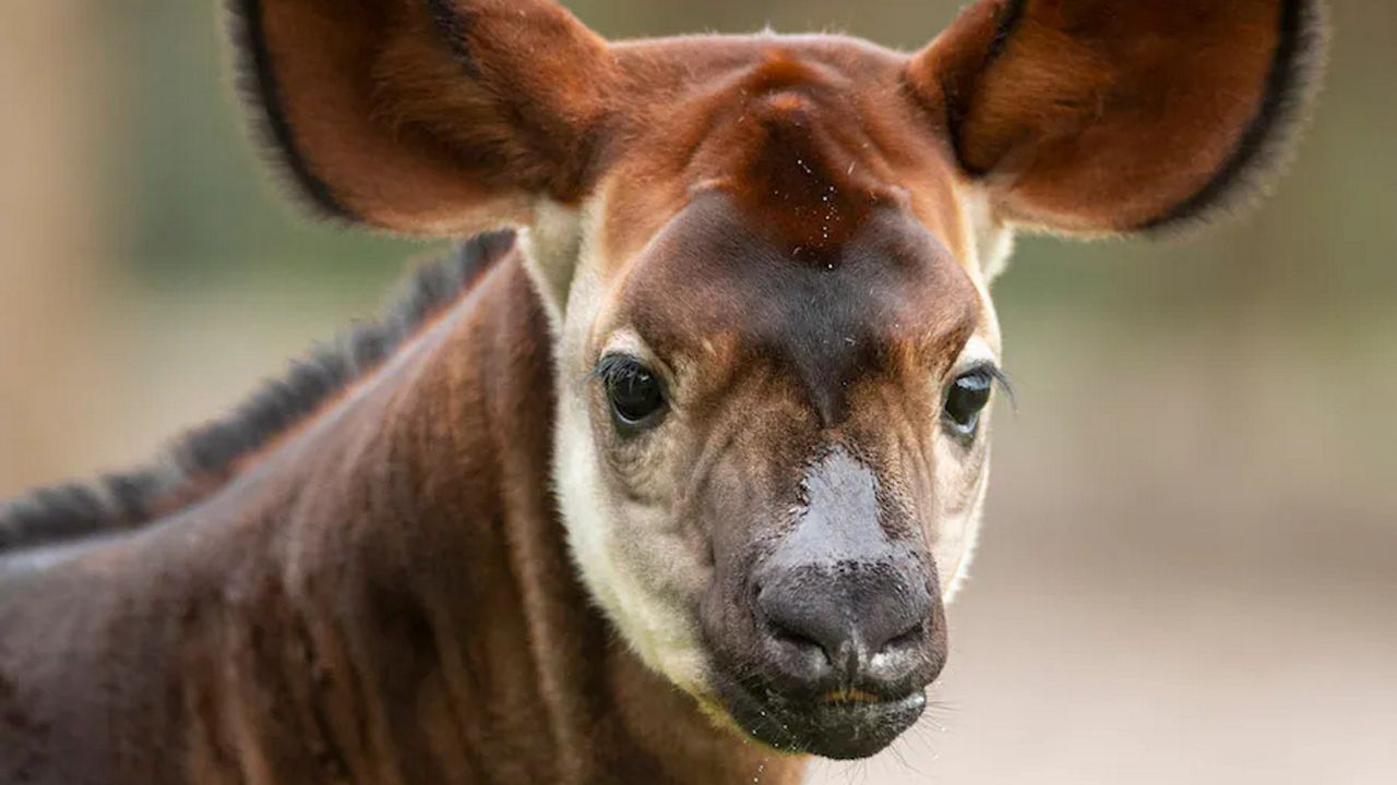 Beni, an okapi born at Disney World in July of 2022, has been introduced to the savanna at Disney's Animal Kingdom Lodge. (Photo: Disney)
