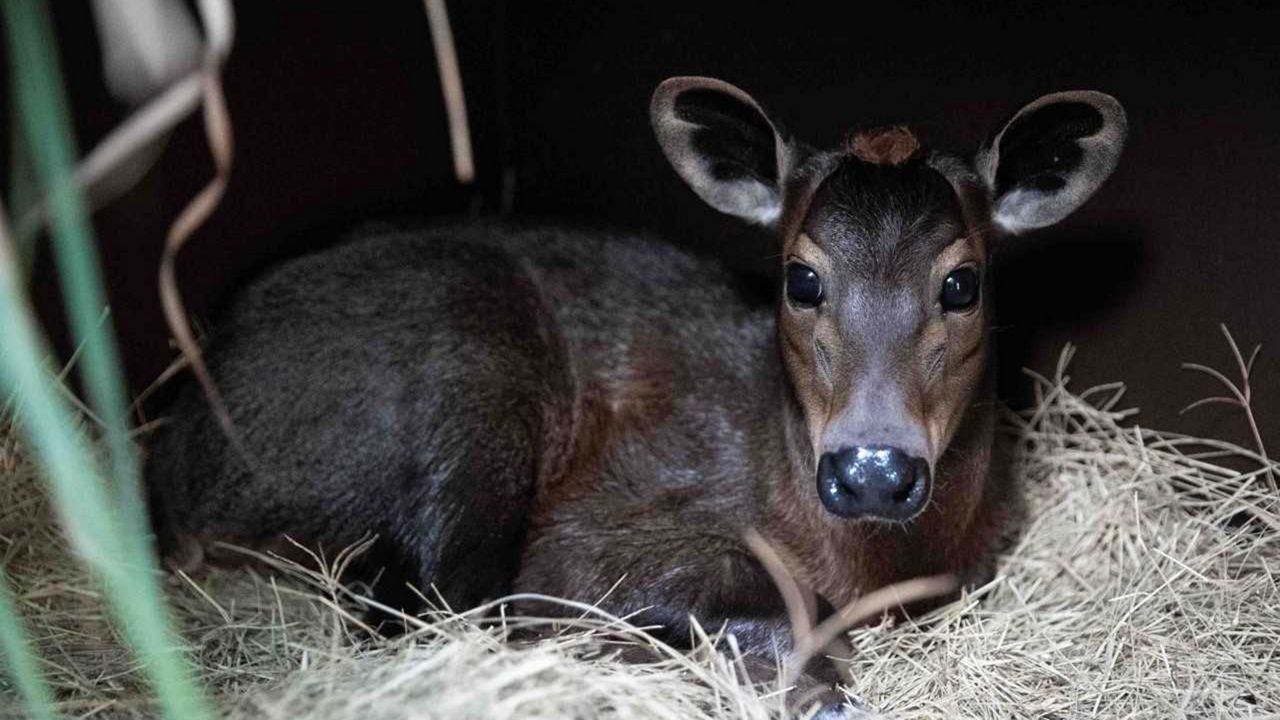 A yellow-backed duiker calf was born at Disney's Animal Kingdom earlier this month. (Photo: Disney)