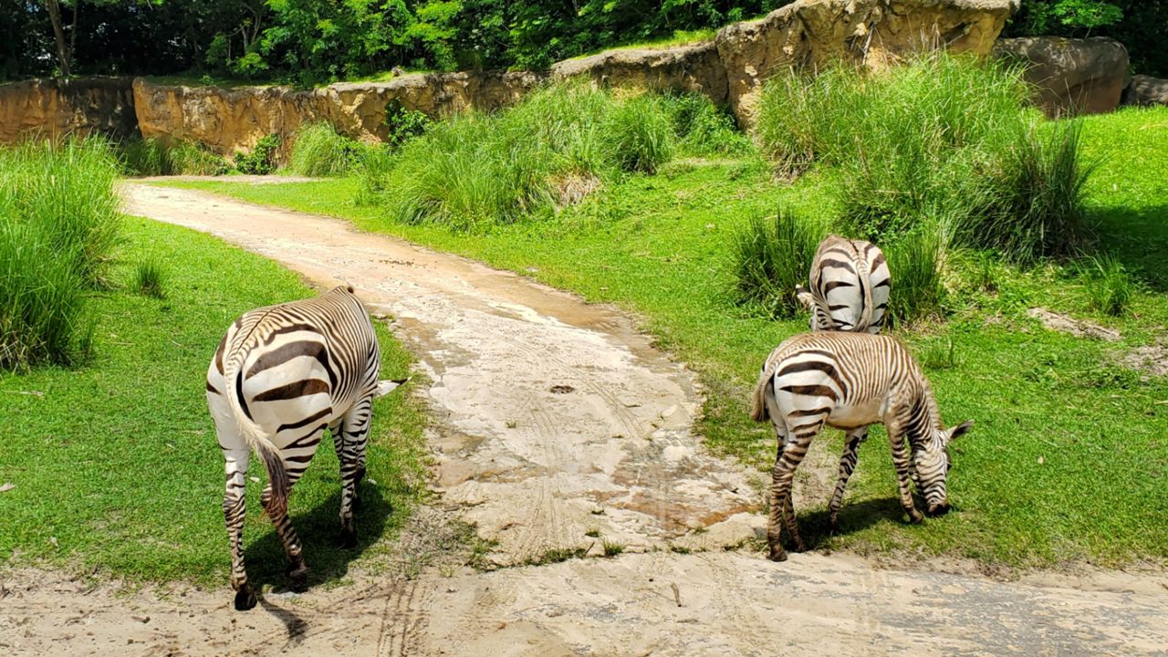 Zebras at Kilimanjaro Safaris at Disney's Animal Kingdom. (Ashley Carter/Spectrum News)