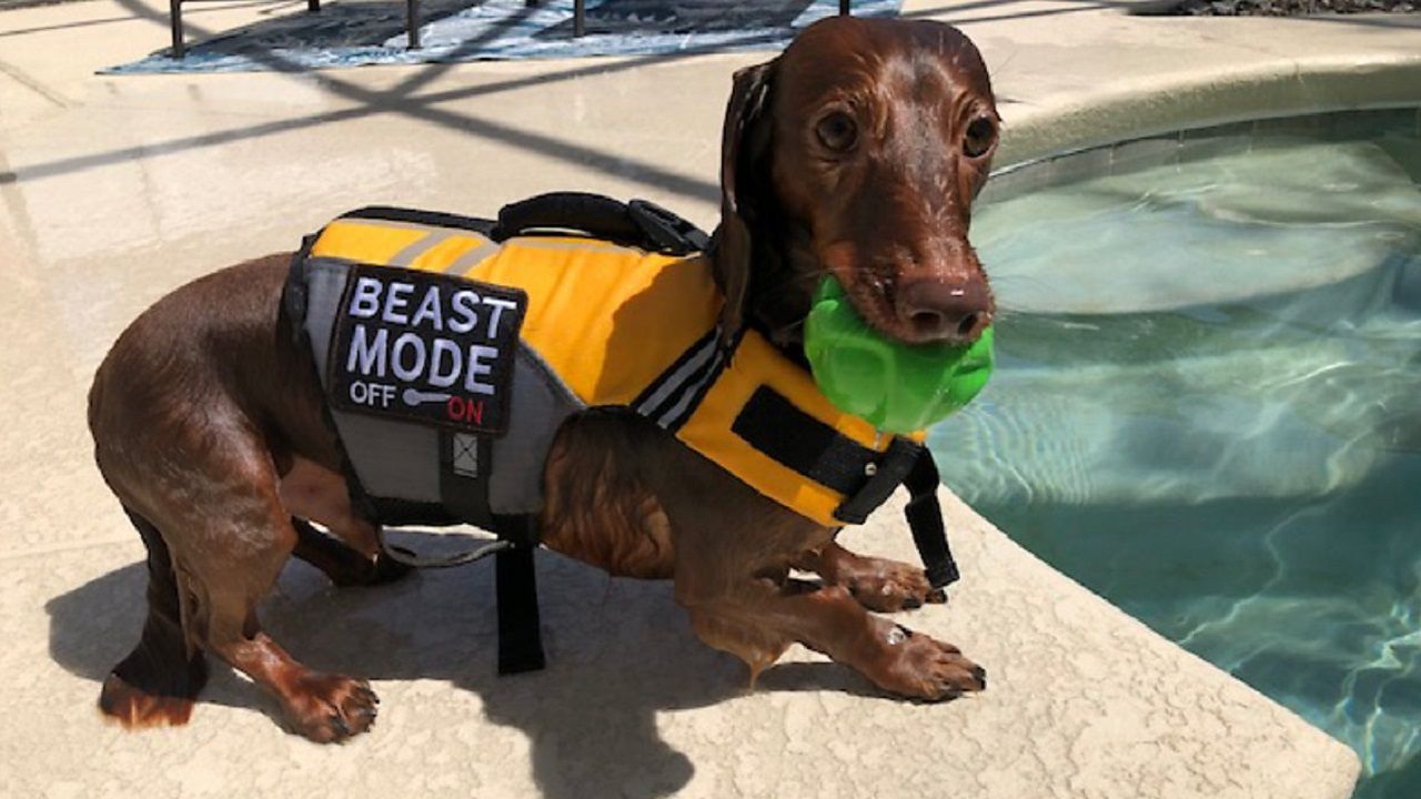 Wiener dog deals service dog