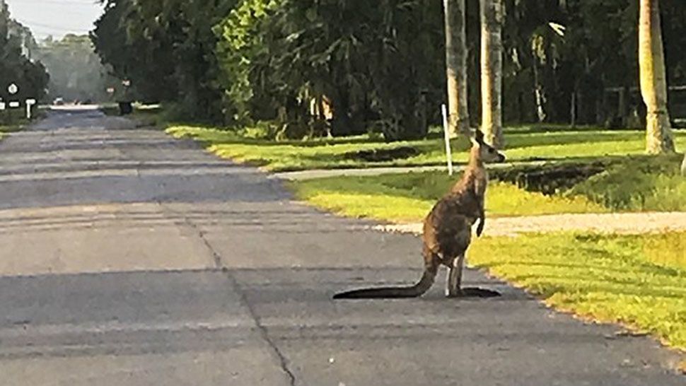 Storm the kangaroo has been found safe