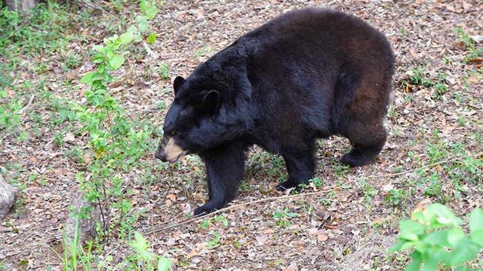 A black bear injured an EMT last week at The North Carolina Arboretum in Buncombe County during recover efforts from Helene, according to Arboretum officials.  (FWC)