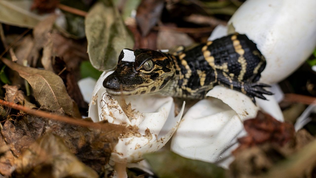 Baby alligators are hatching at Gatorland. (Gatorland)