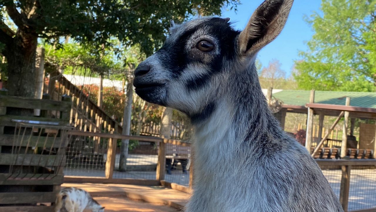 Pepper, one of the three baby goats born at Gatorland. (Spectrum News/Ashley Carter)