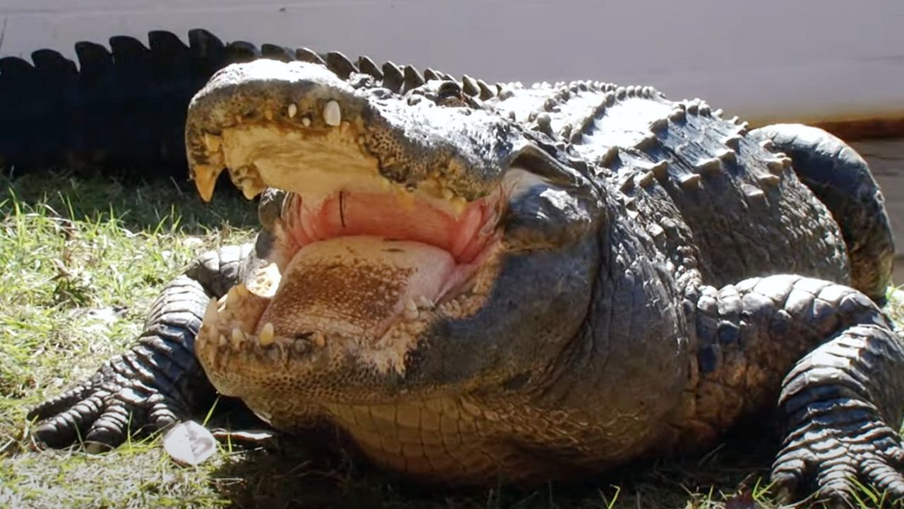 Chester, Gatorland's first rescue alligator, died Dec. 7 following health issues. (Photo: Gatorland)