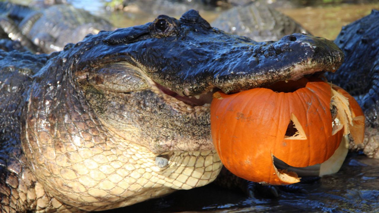 Gators, Ghosts and Goblins, the family-friendly Halloween event, returns to Gatorland for another year. (Photo: Gatorland)